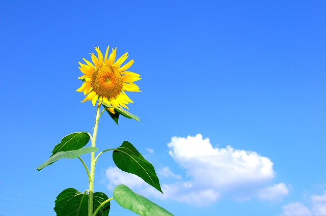 夏空