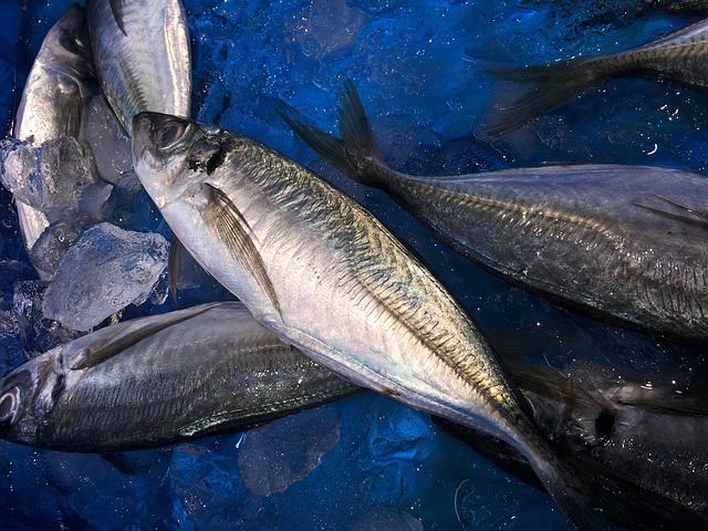 鮮度の良い魚の見分け方と美味しい魚の買い方