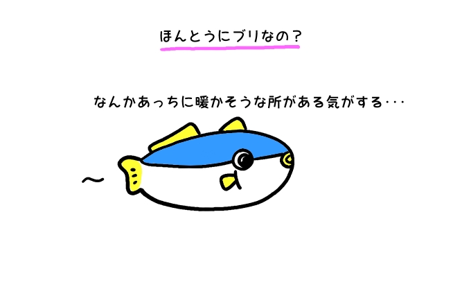 ほんとうにブリなの？