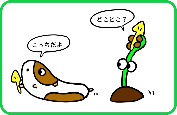 タケノコじゃないもの3
