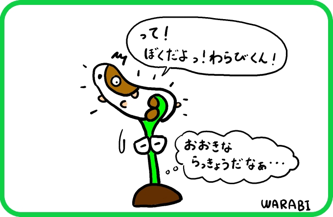 大きならっきょう4