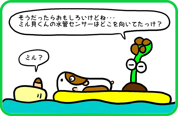 新種のカモメ？2
