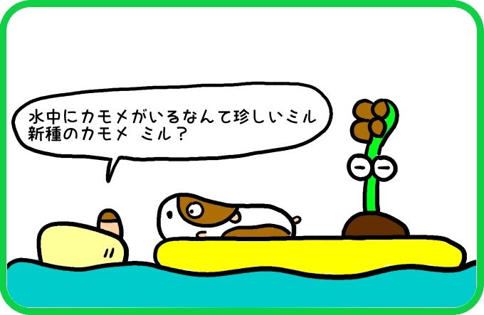 新種のカモメ？1