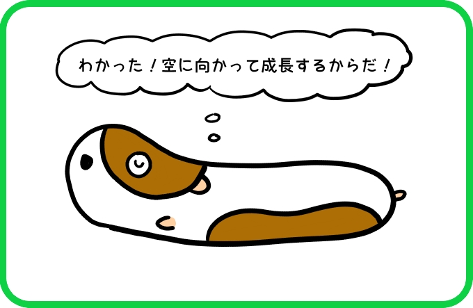 空豆のナゾ2