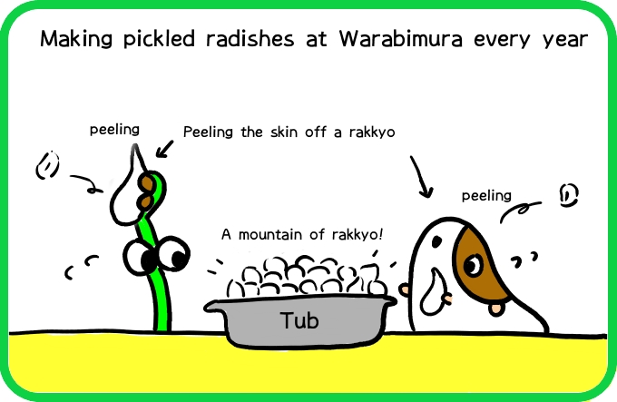 Making pickled radishes1