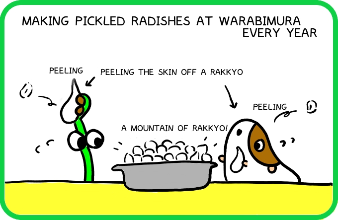 Making pickled radishes1