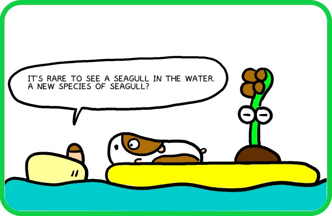 A new species of gull1